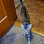cat, tabby, striped, pet, animal, indoor, floor, tile_floor, wood_floor, doorway, walking, curious, tail_up, feline, house, domestic, cute, whiskers, ears, eyes