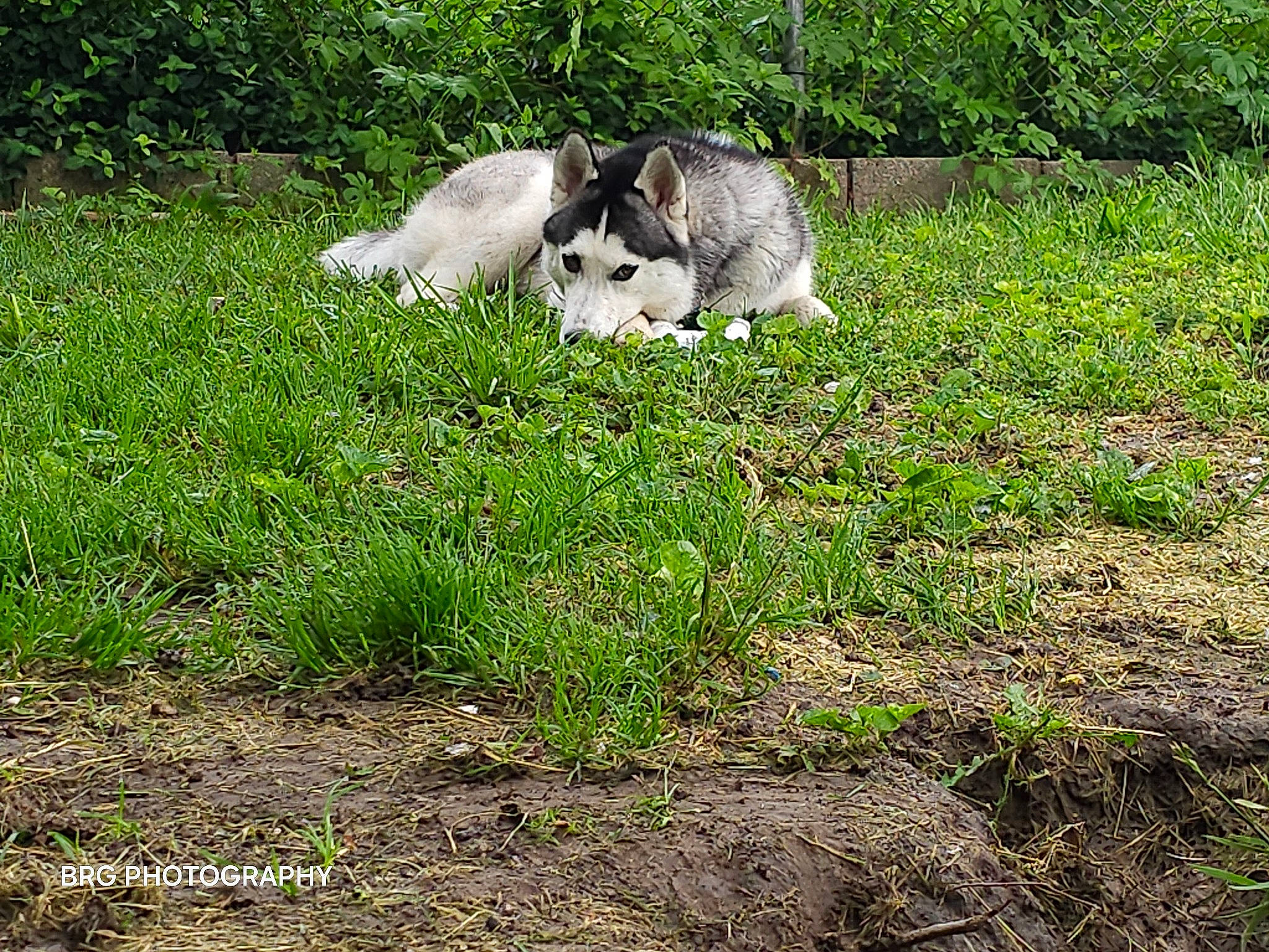 Athena joined the competition — help win amazing prizes! companion_dog, dog, felidae, grass, grass_family, grassland, grazing, groundcover, landscape, meadow, natural_landscape, pasture, plant, shrub, soil, sporting_group, tail, terrestrial_animal, wildlife, working_animal