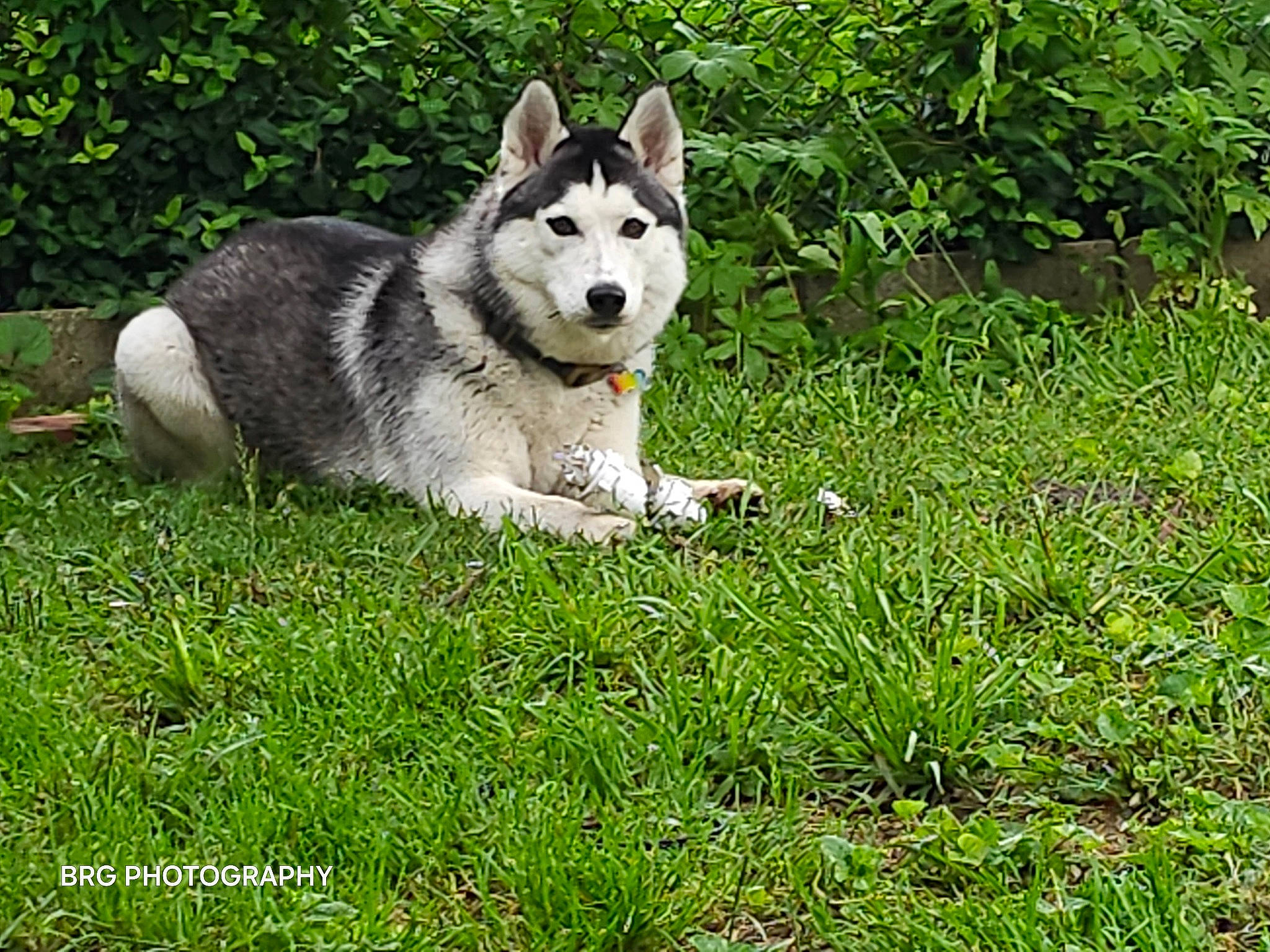 Athena joined the competition — help win amazing prizes! ancient_dog_breeds, canidae, canis, carnivore, companion_dog, dog, dog_breed, grass, groundcover, non_sporting_group, plant, siberian_husky, sled_dog, snout, sporting_group, tail, terrestrial_animal, wolf, working_animal, working_dog