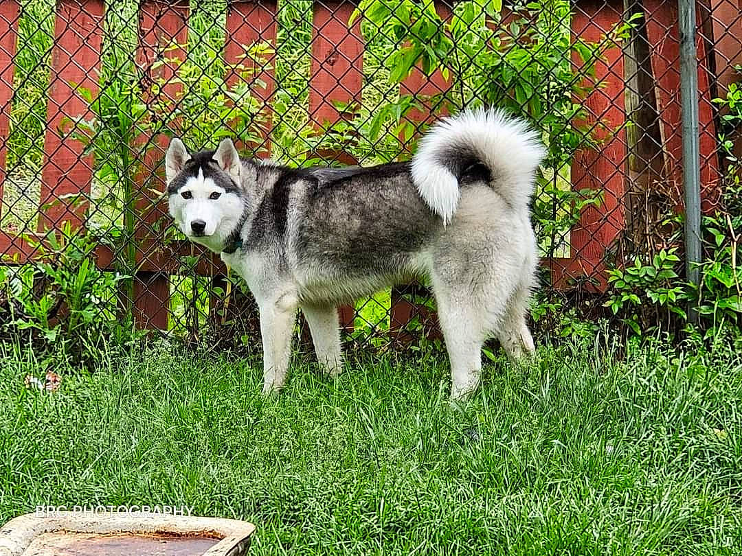 Athena is registered to the contest to win money with this photo: ancient_dog_breeds, canidae, carnivore, companion_dog, dog, dog_breed, fence, garden, grass, non_sporting_group, pet_supply, plant, siberian_husky, sled_dog, sporting_group, tail, working_animal, working_dog, yard
