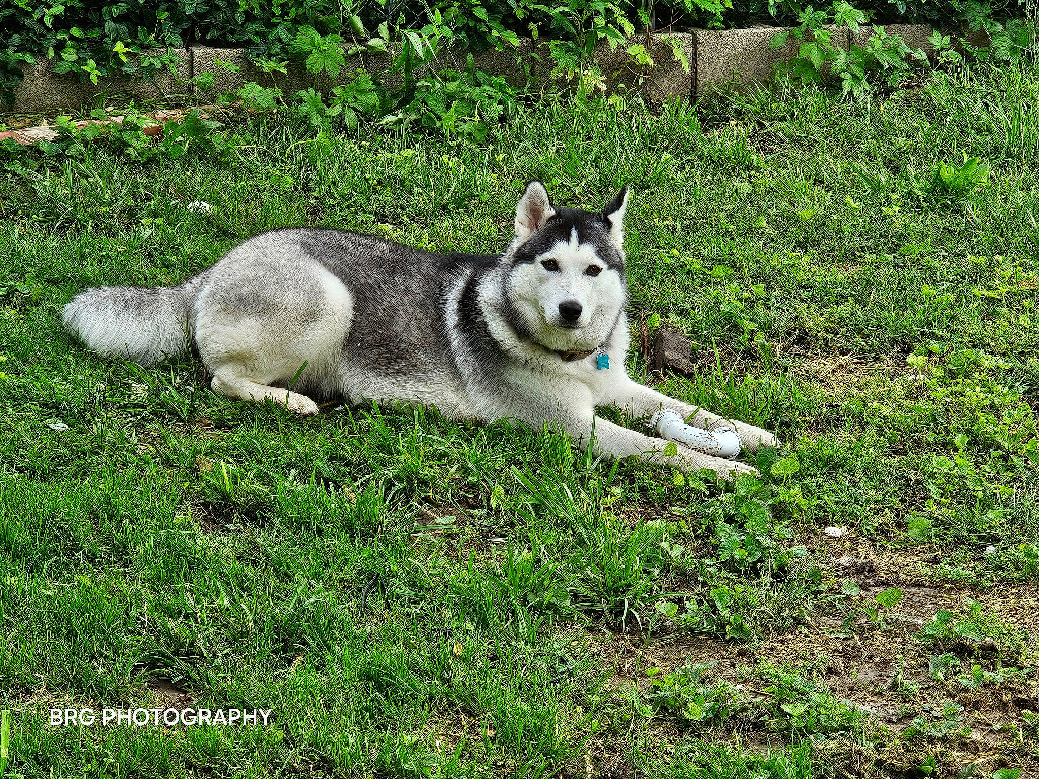 Athena is registered to the contest to win money with this photo: ancient_dog_breeds, canidae, canis, carnivore, dog, dog_breed, grass, groundcover, non_sporting_group, plant, siberian_husky, sled_dog, sporting_group, tail, terrestrial_animal, wolf, working_dog