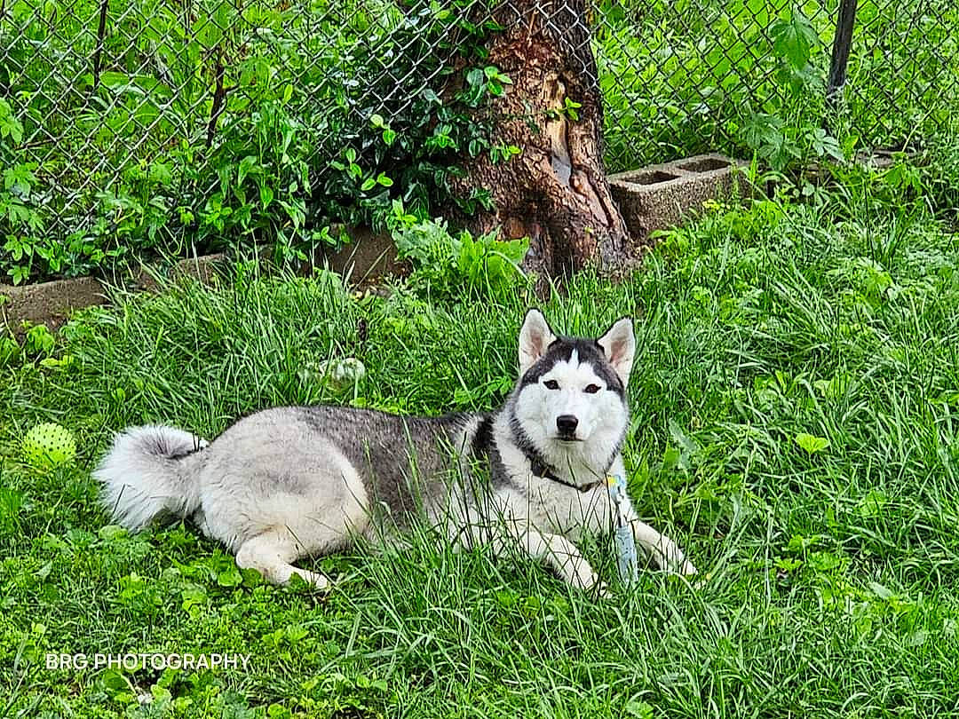 Athena joined the competition — help win amazing prizes! ancient_dog_breeds, canidae, canis, canis_lupus_tundrarum, carnivore, companion_dog, dog, dog_breed, grass, groundcover, non_sporting_group, plant, siberian_husky, sled_dog, sporting_group, tail, terrestrial_animal, wolf, working_dog
