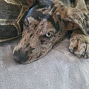Bubba is registered to the contest to win money with this photo: animal, blanket, close_up, cozy, cute, dog, ears, expression, face, fur, indoors, laying_down, muzzle, napping, paw, pet, relaxed, resting, snout, spotted
