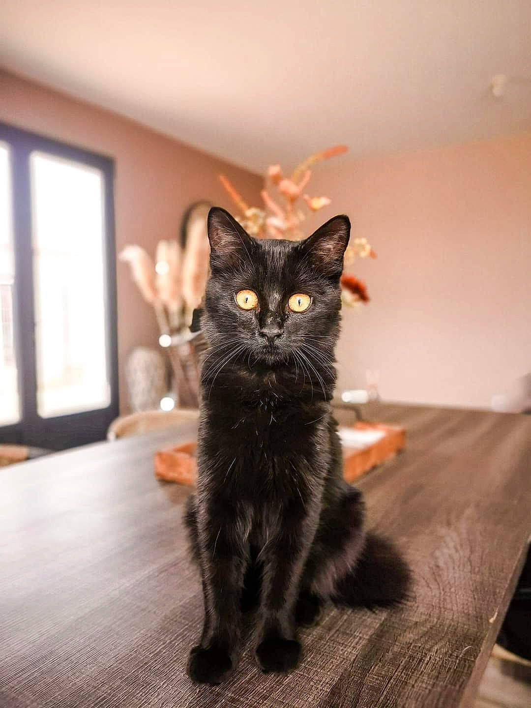 Joséphine participe au concours pour gagner de l'argent avec cette photo : black_cat, bombay, carnivore, cat, daylighting, felidae, floor, flooring, fur, home_accessories, laminate_flooring, linens, mammal, room, small_to_medium_sized_cats, snout, tail, vertebrate, whiskers, wood_flooring