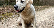 Apy a rejoint le concours — aidez-le/la à gagner de superbes lots ! dog, golden_retriever, puppy, animal, pet, outdoor, forest, gravel_path, bone, nature, tree, leafless_tree, muddy, happy, sitting, canine, muzzle, ears, tongue, ground