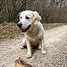 dog, golden_retriever, puppy, animal, pet, outdoor, forest, gravel_path, bone, nature, tree, leafless_tree, muddy, happy, sitting, canine, muzzle, ears, tongue, ground