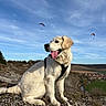 Apy participe au concours pour gagner de l'argent avec cette photo : dog, golden_retriever, canine, animal, outdoor, sky, paragliding, harness, hill, grass, rocks, village, fields, landscape, nature, sunlight, blue_sky, tongue_out, pet, happy