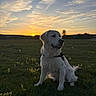 Apy a rejoint le concours — aidez-le/la à gagner de superbes lots ! dog, white_dog, sunset, grass, field, flowers, clouds, sky, nature, outdoor, animal, pet, canine, peaceful, scenery, landscape, sun, evening, quiet, serene