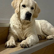 Apy participe au concours pour gagner de l'argent avec cette photo : dog, golden_retriever, pet, indoor, stairs, wood_floor, relaxed, animal, mammal, fur, canine, companion, laying_down, looking_away, domestic_animal, cute, friendly, light, shadow, calm