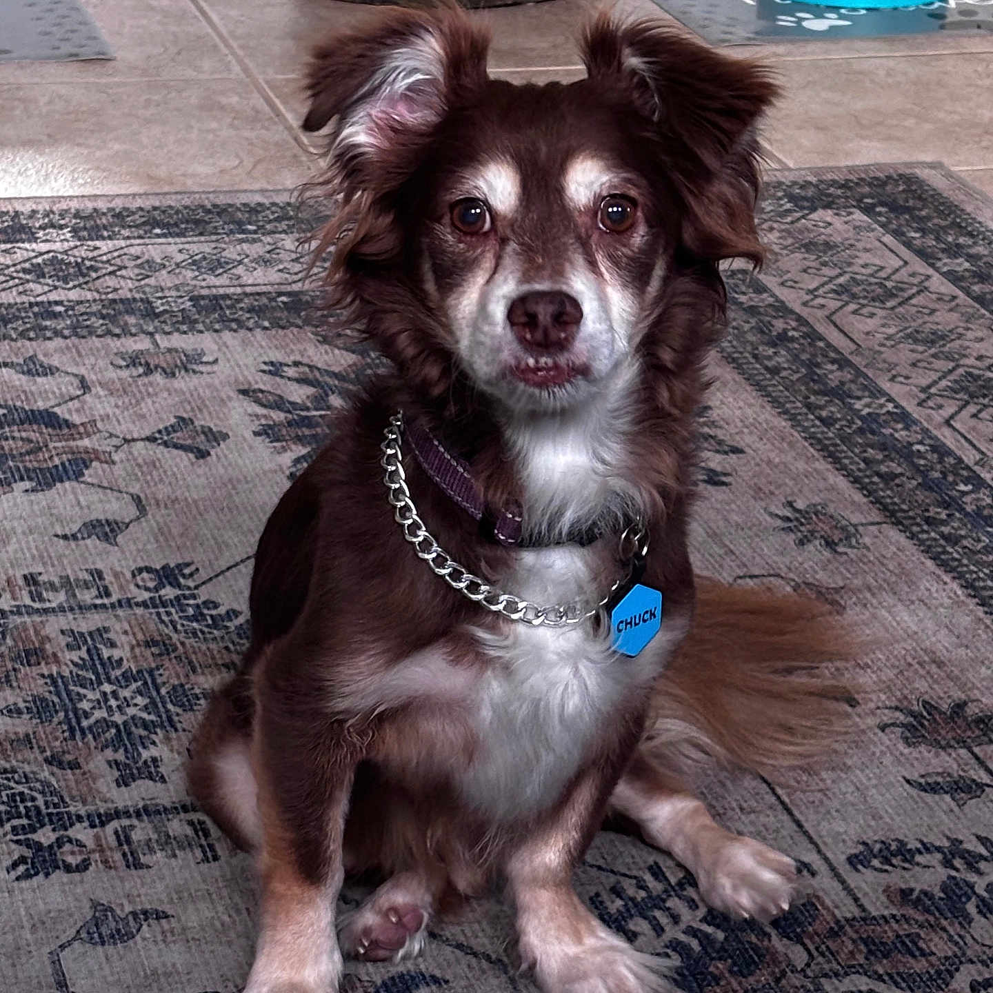 Chuck is registered to the contest to win money with this photo: dog, brown_fur, white_fur, sitting, indoor, rug, collar, tag, chain, floor, tile, pet, animal, ears, tail, eyes, nose, mouth, mat, bowl