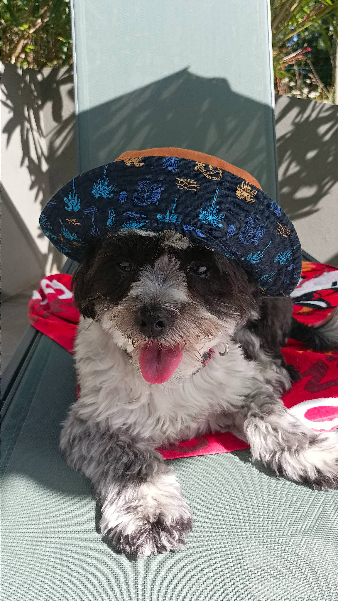 Pitou participe au concours pour gagner de l'argent avec cette photo : canidae, carnivore, collar, companion_dog, dog, dog_breed, dog_collar, dog_supply, fashion_accessory, fur, maltepoo, pattern, puppy, snout, sporting_group, terrier, toy_dog, water_dog, working_animal, yorkipoo