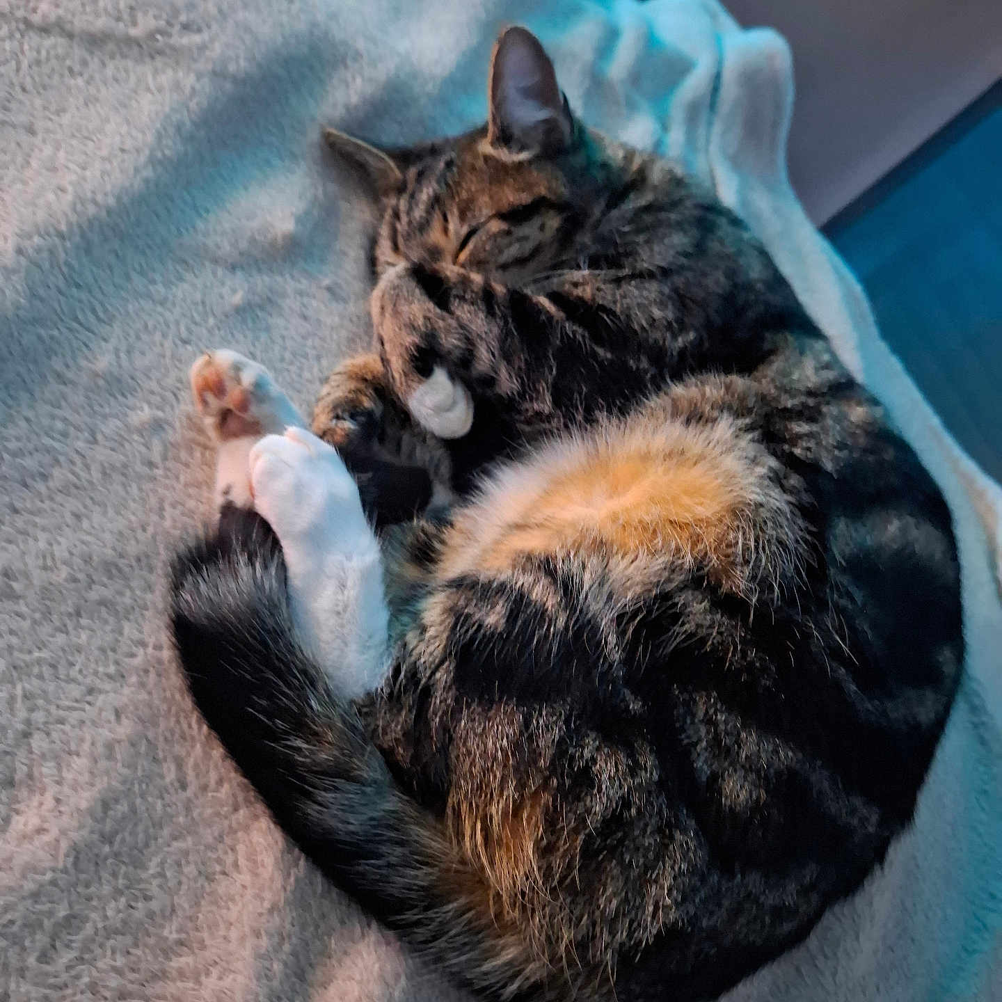 Maya participe au concours pour gagner de l'argent avec cette photo : abyssinian, animal, bed, bedroom, blanket, cat, couch, furniture, indoors, kitten, manx, person, pet, quilt, room, sleeping