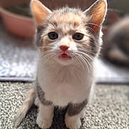 Tink joined the competition — help win amazing prizes! kitten, cat, pet, animal, fur, whiskers, ears, carpet, indoor, cute, young, feline, domestic, curious, small, mammal, sitting, closeup, portrait, blurred_background