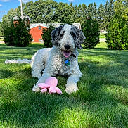 Tucker joined the competition — help win amazing prizes! animal, building, collar, curly_fur, daylight, dog, grass, greenery, happy, nature, outdoor, pet, pink_toy, playful, relaxed, sky, summer, sunny, toy, tree