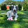 animal, building, collar, curly_fur, daylight, dog, grass, greenery, happy, nature, outdoor, pet, pink_toy, playful, relaxed, sky, summer, sunny, toy, tree