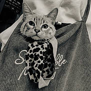 Elektra a rejoint le concours — aidez-le/la à gagner de superbes lots ! cat, tabby_cat, kitten, animal, pet, face, eyes, whiskers, ears, curious, portrait, close_up, black_and_white, monochrome, leopard_print, bag, handbag, fabric, textile, indoors