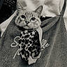 cat, tabby_cat, kitten, animal, pet, face, eyes, whiskers, ears, curious, portrait, close_up, black_and_white, monochrome, leopard_print, bag, handbag, fabric, textile, indoors