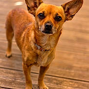 Roxie a rejoint le concours — aidez-le/la à gagner de superbes lots ! dog, small_dog, brown_fur, short_hair, large_ears, upright_ears, standing, looking_at_camera, portrait, animal, pet, canine, wooden_floor, indoor, warm_lighting, close_up, full_body, collar, cute, alert