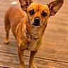 dog, small_dog, brown_fur, short_hair, large_ears, upright_ears, standing, looking_at_camera, portrait, animal, pet, canine, wooden_floor, indoor, warm_lighting, close_up, full_body, collar, cute, alert
