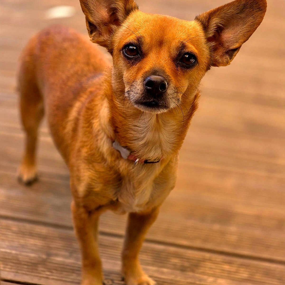 Roxie