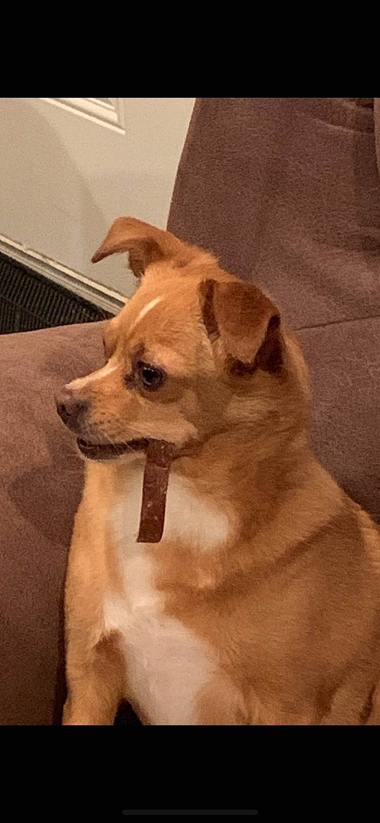 Brutus joined the competition — help win amazing prizes! canidae, carnivore, chihuahua, collar, companion_dog, dog, dog_breed, dog_collar, dog_supply, fawn, fur, paw, snout, sporting_group, tail, terrestrial_animal, toy_dog, whiskers, wood, working_animal