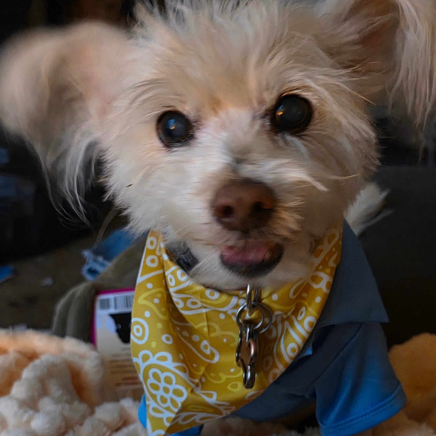 Vinny