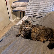Ratty joined the competition — help win amazing prizes! cat, tabby, feline, pet, indoor, resting, cozy, blanket, couch, pillows, fur, animal, mammal, whiskers, tail, living_room, carpet, door, furniture, relaxing