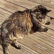 Ratty is registered to the contest to win money with this photo: cat, tabby, fluffy, pet, animal, wooden_deck, sunlight, outdoor, relaxing, fur, whiskers, paws, nature, daylight, resting, brown, striped, mammal, cute, calm