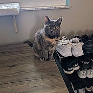 Patches joined the competition — help win amazing prizes! cat, gray_cat, table, wooden_table, window, shoe_rack, sneakers, white_shoes, black_shoes, indoor, pet, curious, green_eyes, floor, home, furniture, animal, quiet, domestic, resting