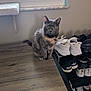 cat, gray_cat, table, wooden_table, window, shoe_rack, sneakers, white_shoes, black_shoes, indoor, pet, curious, green_eyes, floor, home, furniture, animal, quiet, domestic, resting