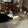 Lovey joined the competition — help win amazing prizes! cat, tuxedo_cat, tabby_cat, pets, indoor, living_room, couch, furniture, wood_floor, cabinet, curious, two_animals, companions, resting, domestic, cozy, animal, whiskers, eyes, fur