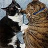 Lovey joined the competition — help win amazing prizes! cat, cats, black_and_white_cat, tabby_cat, collar, sleeping, resting, pets, animal, feline, close_up, indoor, cozy, soft_blanket, friendship, cute, adorable, fur, whiskers, relaxation