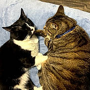 Lovey is registered to the contest to win money with this photo: cat, tabby_cat, black_and_white_cat, pet, feline, collar, sleeping, resting, paw_touch, blanket, cozy, indoor, fur, cute, animal, companion, friendship, close_up, soft_texture, relaxation