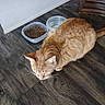 Moochie joined the competition — help win amazing prizes! animal, brown, cat, domestic_cat, ears, feline, floor, food_bowl, furniture, indoor, orange_tabby, pet, plush, sniffing, tail, texture, wall, water_bowl, whiskers, wood_floor
