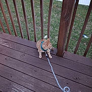 Moochie joined the competition — help win amazing prizes! animal, cat, curious, daylight, domestic_animal, feline, fence, grass, harness, house_patio, leash, nature, orange_tabby, outdoor, pet, quiet, railing, side_view, sitting, wooden_deck