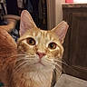 Moochie joined the competition — help win amazing prizes! animal, cabinet, cat, closeup, curiosity, curious, domestic_cat, eyes, face, feline, floor_mat, fur, household, indoor, kitten, orange_tabby, pet, sink, tail, whiskers