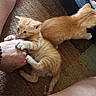 Alvin -Theodore joined the competition — help win amazing prizes! animal, biting, carpet, cat, claws, crouching, curious, cute, domestic, feline, fur, hand, indoor, kitten, orange_tabby, paw, pet, playful, whiskers, young