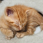 Alvin -Theodore joined the competition — help win amazing prizes! adorable, animal, cat, cozy, cute, domestic_cat, feline, fur, indoor, kitten, nest, orange_tabby, paw, pet, resting, sleeping, small, soft, whiskers, young