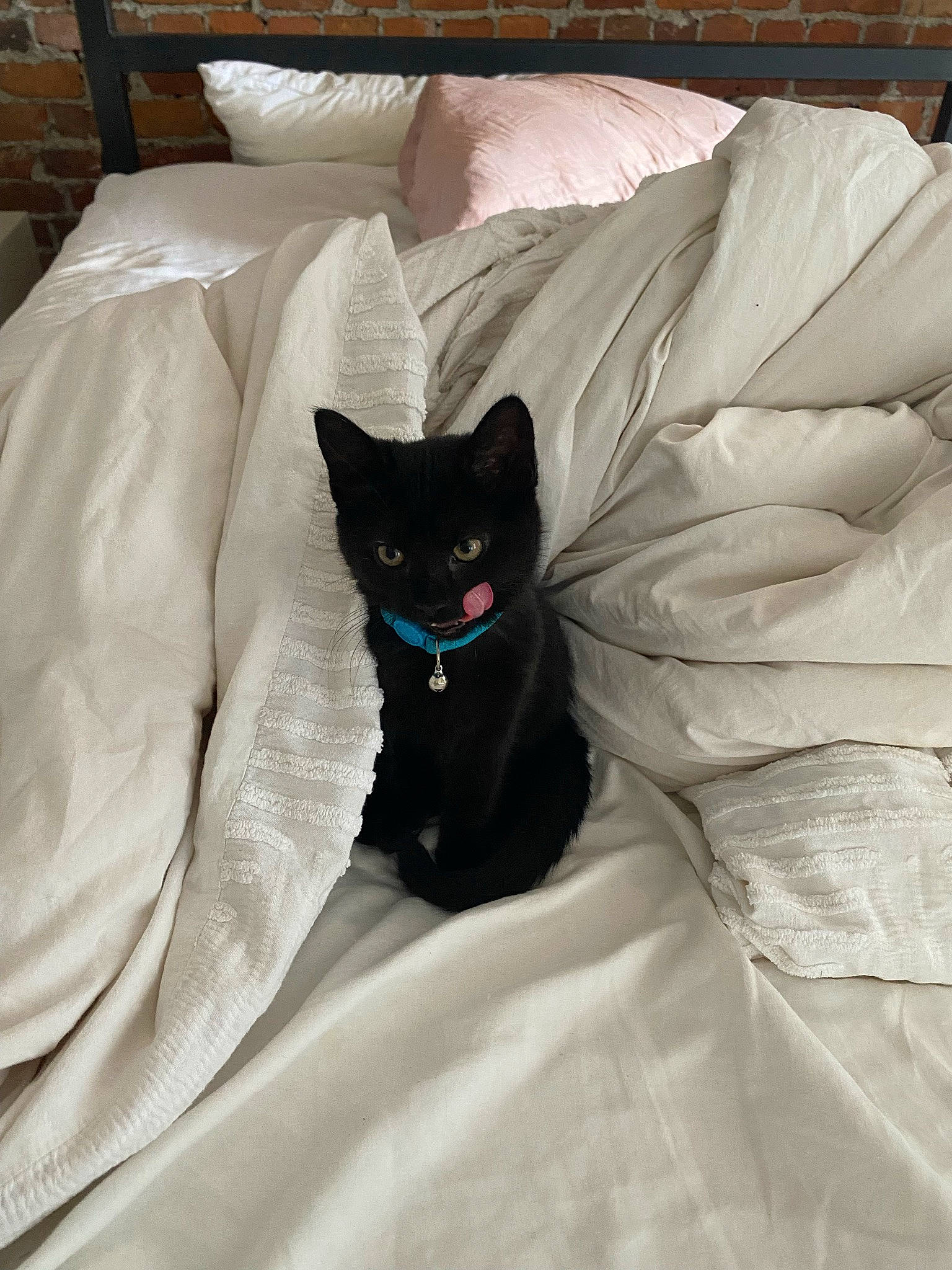 Twinkles joined the competition — help win amazing prizes! bed, bed_sheet, bedding, black_cat, carnivore, cat, comfort, domestic_short_haired_cat, duvet, felidae, fur, grey, linens, nap, pillow, room, small_to_medium_sized_cats, tail, textile, whiskers