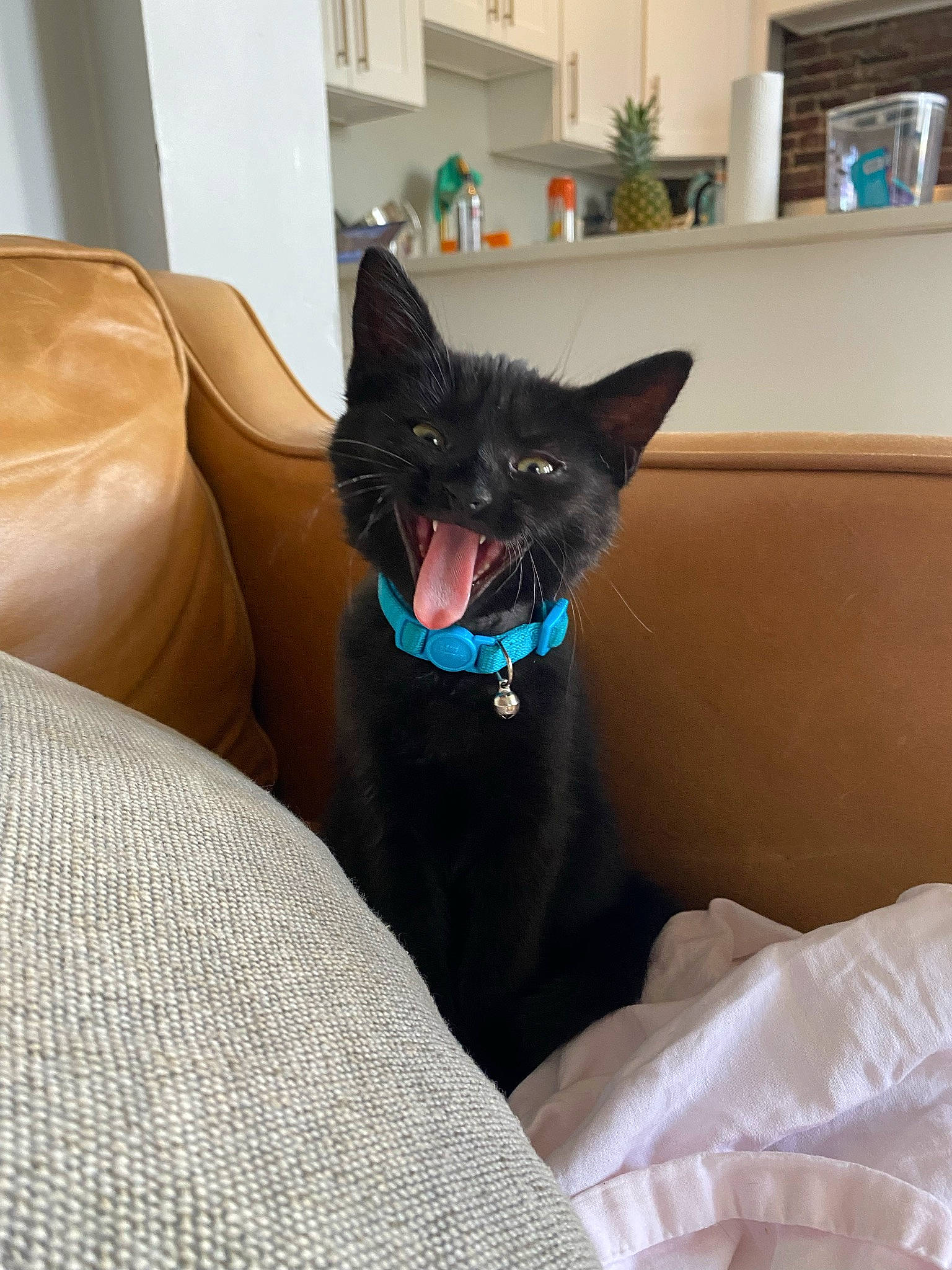 Twinkles is registered to the contest to win money with this photo: black_cat, carnivore, cat, cat_supply, comfort, domestic_short_haired_cat, felidae, flooring, fur, grey, houseplant, linens, plant, room, sitting, small_to_medium_sized_cats, snout, tail, whiskers, window