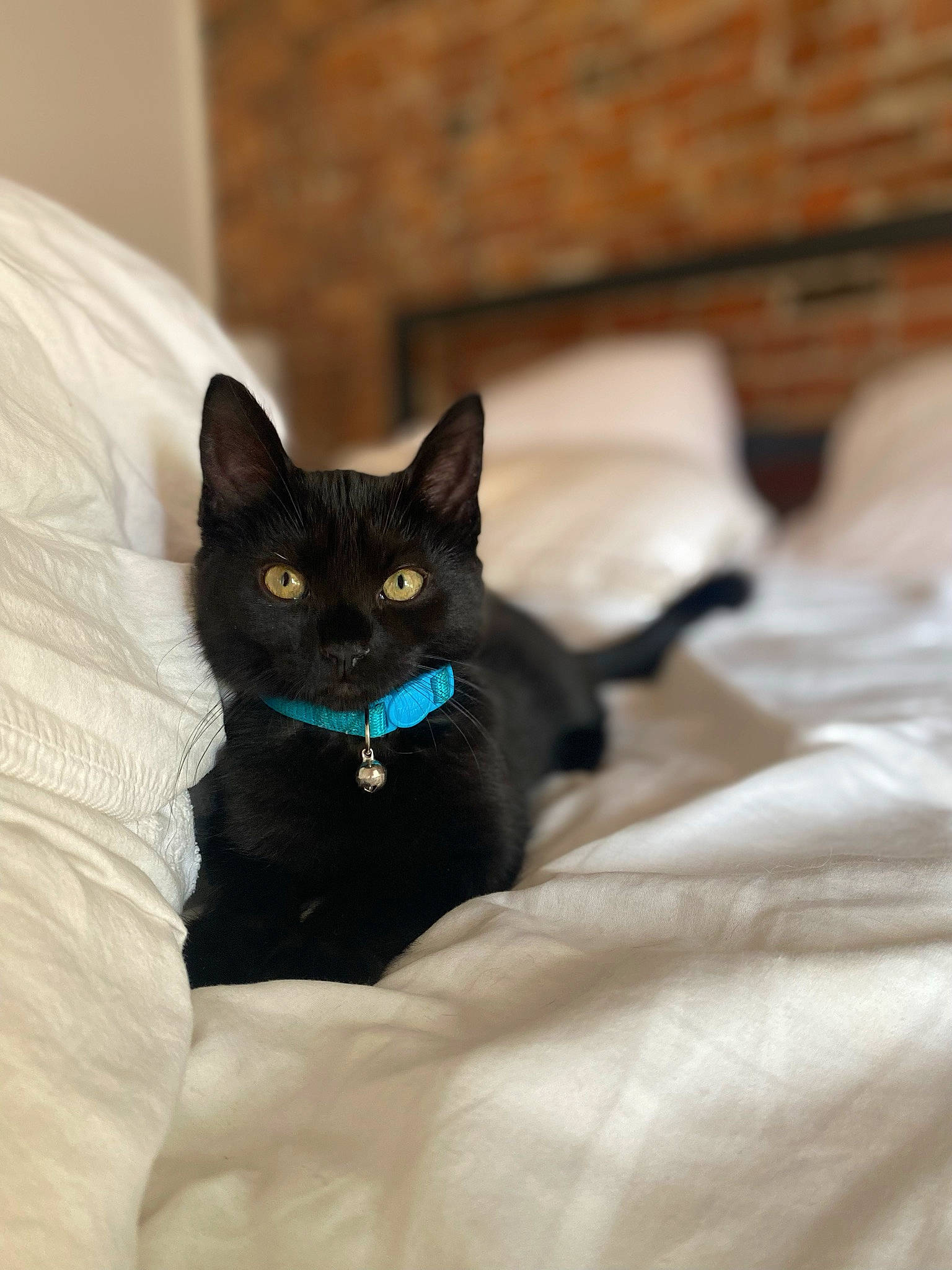 Twinkles is registered to the contest to win money with this photo: black_cat, bombay, carnivore, cat, cat_supply, comfort, domestic_short_haired_cat, electric_blue, felidae, fur, grey, hardwood, linens, room, sitting, small_to_medium_sized_cats, snout, tail, whiskers