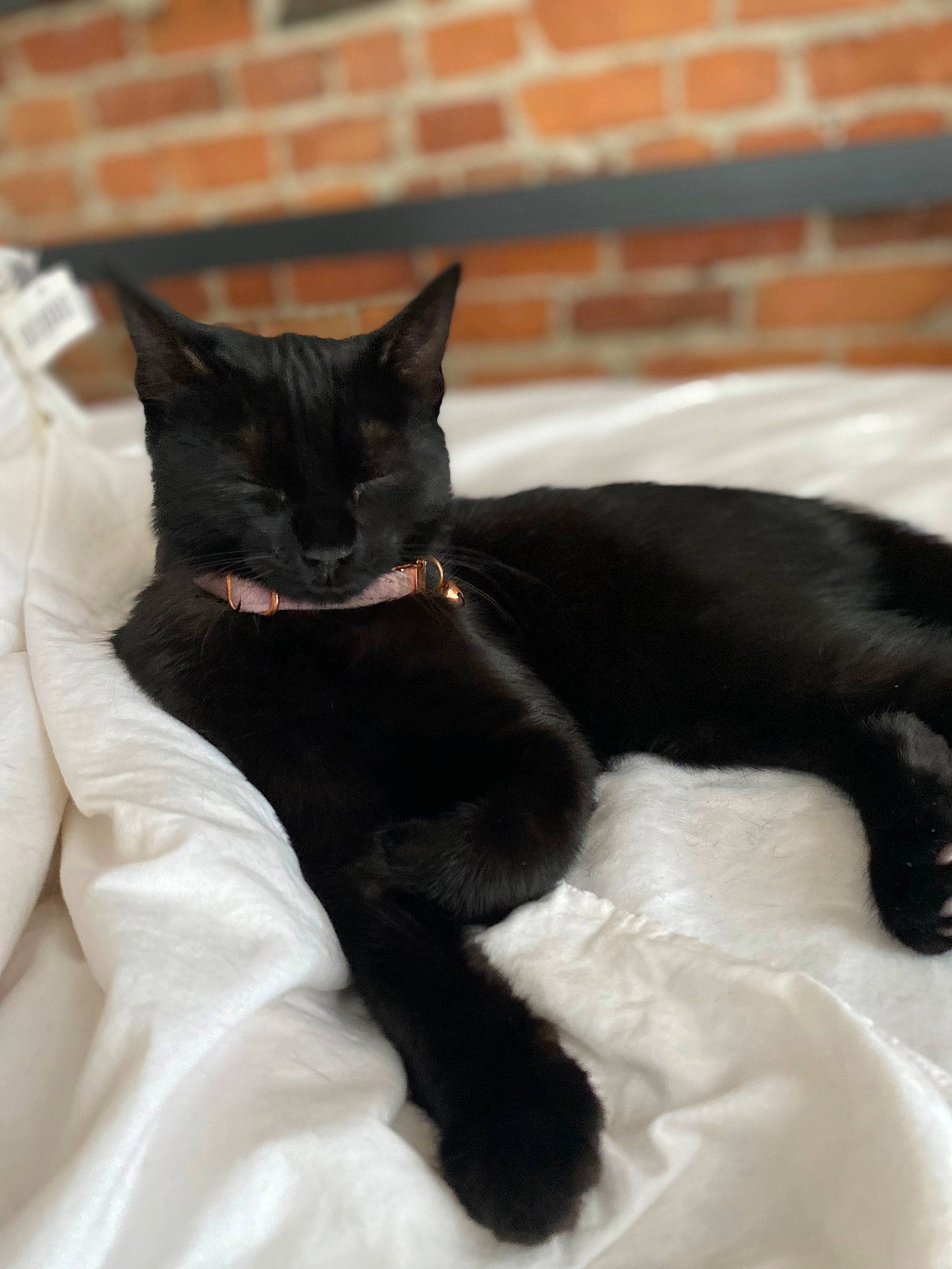 Twinkles joined the competition — help win amazing prizes! black_cat, bombay, brick, brickwork, carnivore, cat, claw, comfort, domestic_short_haired_cat, felidae, fur, linens, paw, sitting, small_to_medium_sized_cats, snout, tail, terrestrial_animal, whiskers