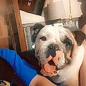 Ginger joined the competition — help win amazing prizes! bulldog, canidae, carnivore, comfort, companion_dog, dog, dog_breed, electric_blue, fawn, flooring, fur, non_sporting_group, puppy_love, selfie, snout, sporting_group, toy_dog, whiskers, working_animal, working_dog