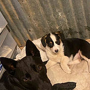 Little Bit joined the competition — help win amazing prizes! dog, puppy, black_dog, tricolor_dog, pet, animal, laying_down, blanket, indoor, cozy, cute, friendship, canine, fur, ears, face, looking_at_camera, resting, companion, home