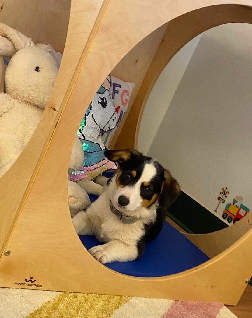 Little Bit is registered to the contest to win money with this photo: puppy, dog, toy, stuffed_animal, wood, play_structure, indoor, cute, pet, animal, decor, colorful, floor, carpet, collar, relaxing, young, cozy, home, curious
