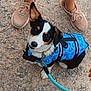dog, puppy, blue_harness, leash, gravel, outdoor, pet, canine, sitting, looking_up, shoes, feet, cute, small_dog, black_and_white, brown_markings, animal, companion, friendly, adventure_ready