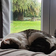 Bulle participe au concours pour gagner de l'argent avec cette photo : cat, cozy, curled_up, cushion, daylight, domestic_animal, feline, grass, greenery, house, indoor, nature, peaceful, pet, quiet, relaxation, rest, sleeping, tree, window