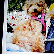 Keyla Melendez is registered to the contest to win money with this photo: dog, pet, small_dog, fluffy, brown_fur, pink_harness, close_up, portrait, blanket, relaxed, sitting, fence, outdoor, cozy, screenshot, webpage, contest, name_caption, user_icon, slightly_blurry