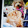 blanket, brown_fur, close_up, contest, cozy, dog, fence, fluffy, name_caption, outdoor, pet, pink_harness, portrait, relaxed, screenshot, sitting, slightly_blurry, small_dog, user_icon, webpage