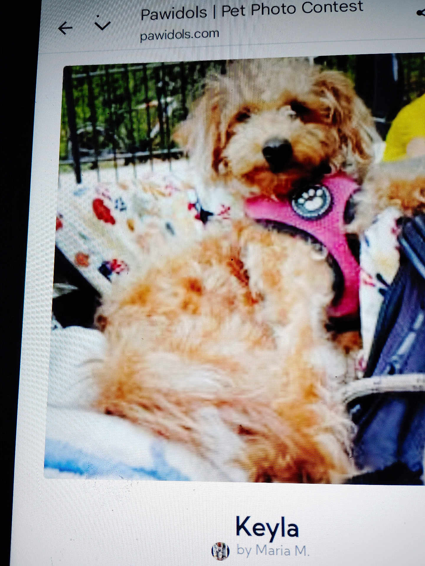 Keyla Melendez is registered to the contest to win money with this photo: dog, pet, small_dog, fluffy, brown_fur, pink_harness, close_up, portrait, blanket, relaxed, sitting, fence, outdoor, cozy, screenshot, webpage, contest, name_caption, user_icon, slightly_blurry